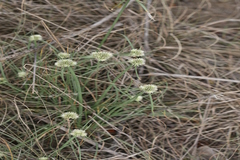 Cyperus dubius